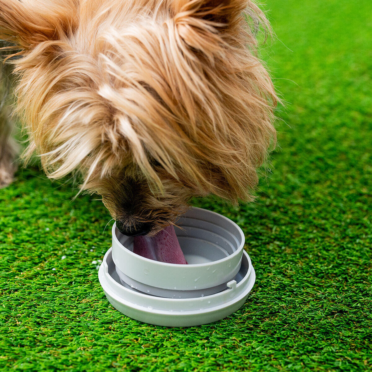 Correa Retráctil para Perros 6 en 1